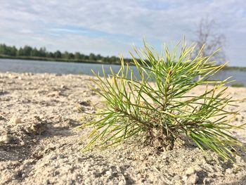 Close-up of plant on beach against sky