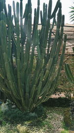 Close-up of cactus plant on field