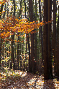 Trees in forest during autumn