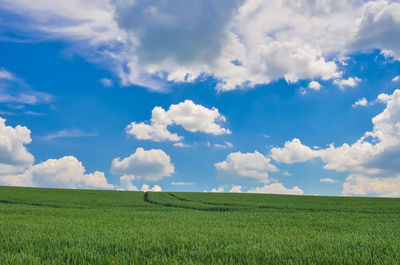 Scenic view of agricultural field against sky