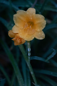 Close-up of wet flowering plant