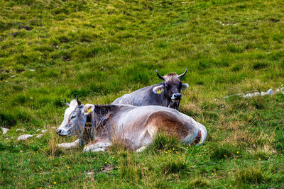 Two cows on the pasture in the dolomites