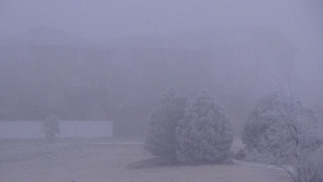 SNOW COVERED TREES IN FOG