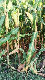 Close-up of plants growing on field