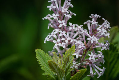 Close-up of white and pink flowering plant