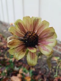 Close-up of flower blooming outdoors