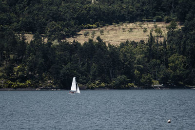 Sailboat sailing on sea by trees