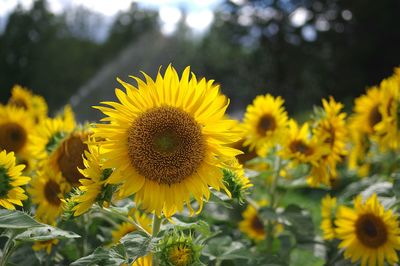 Sunflowers blooming on field