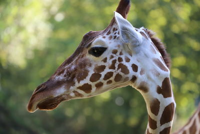 Close-up of giraffe