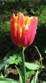 Close-up of red tulips blooming in park