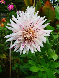 Close-up of pink flowering plant