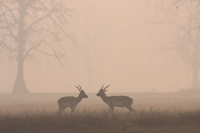 Flock of deer on field against sky