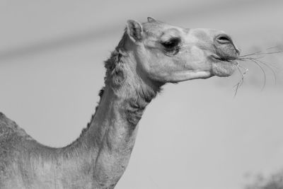 Close-up of camel