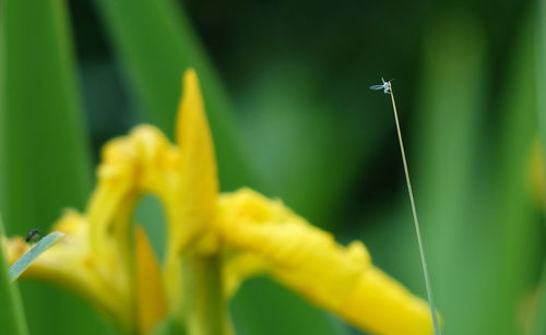 Close-up of yellow flowering plant