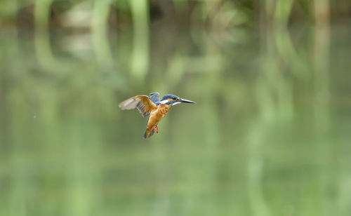 Bird flying in a sunlight