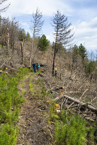 Rear view of people walking in forest against sky