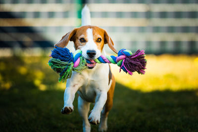 Beagle dog runs in garden towards the camera with colorful toy. sunny day dog fetching a toy.