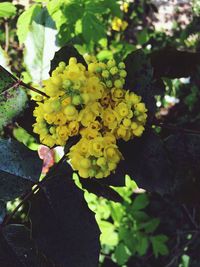 Close-up of yellow flower