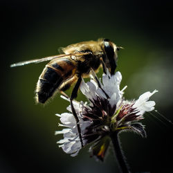 Close-up of bee on flower