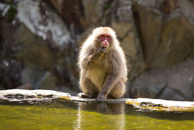 Monkey sitting on rock