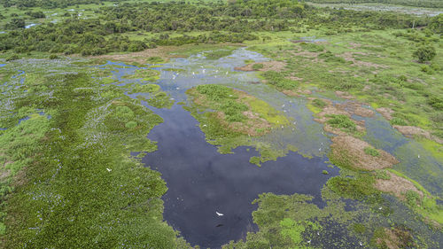 wetland