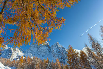 Larch branches with autumn colors and mount pelmo northern side background, dolomites, italy