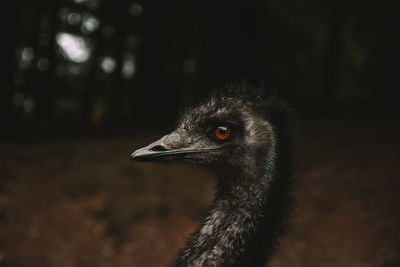 Close-up of a bird looking away