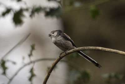 Close-up of bird perching on branch