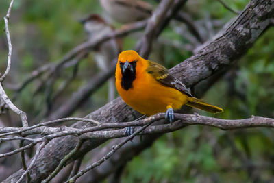 Close-up of bird perching on branch