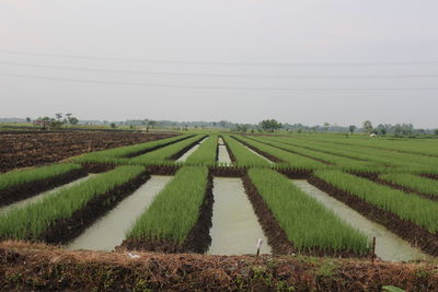 Scenic view of agricultural field against sky