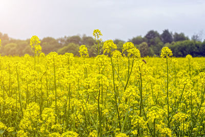 Scenic view of oilseed rape field