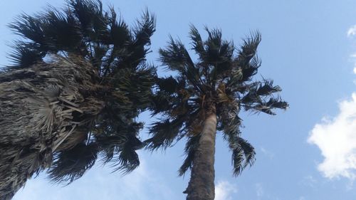 Low angle view of palm trees against blue sky