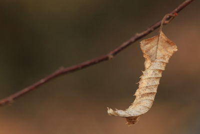 Close-up of a dry leaf on stem