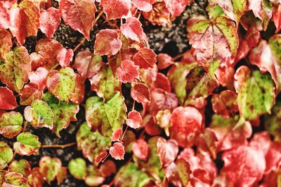 Full frame shot of pink leaves