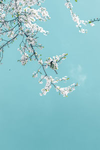 Low angle view of tree against clear blue sky