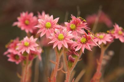 Close-up of pink flowering plants