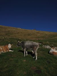 Sheep in a field