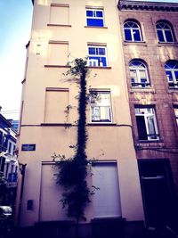 Low angle view of tree in city