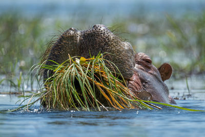 Hippo eating grass in river in sunshine
