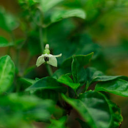 Close-up of flower blooming outdoors