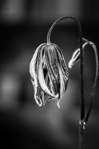 Close-up of heart shape hanging on plant