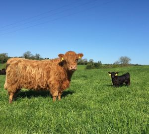 Cows in a field