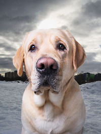 Close-up portrait of dog looking at camera