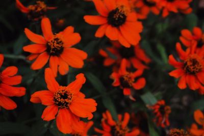Close-up of red flower