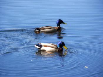 Ducks swimming on lake