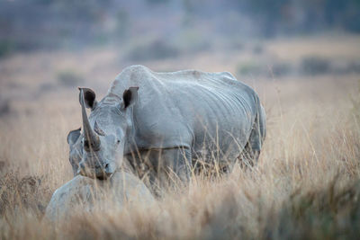 View of animal on field