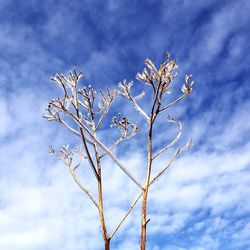 Low angle view of plants against sky