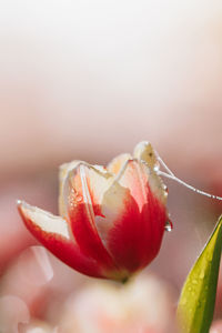 Close-up of rose flower