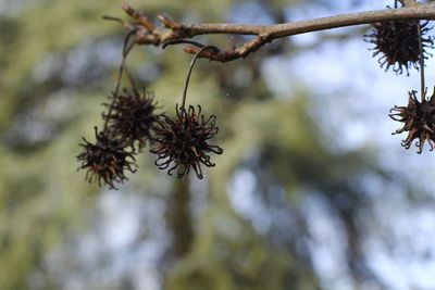 Low angle view of flowering plant against trees