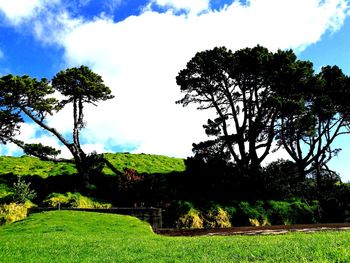 Trees on field against sky